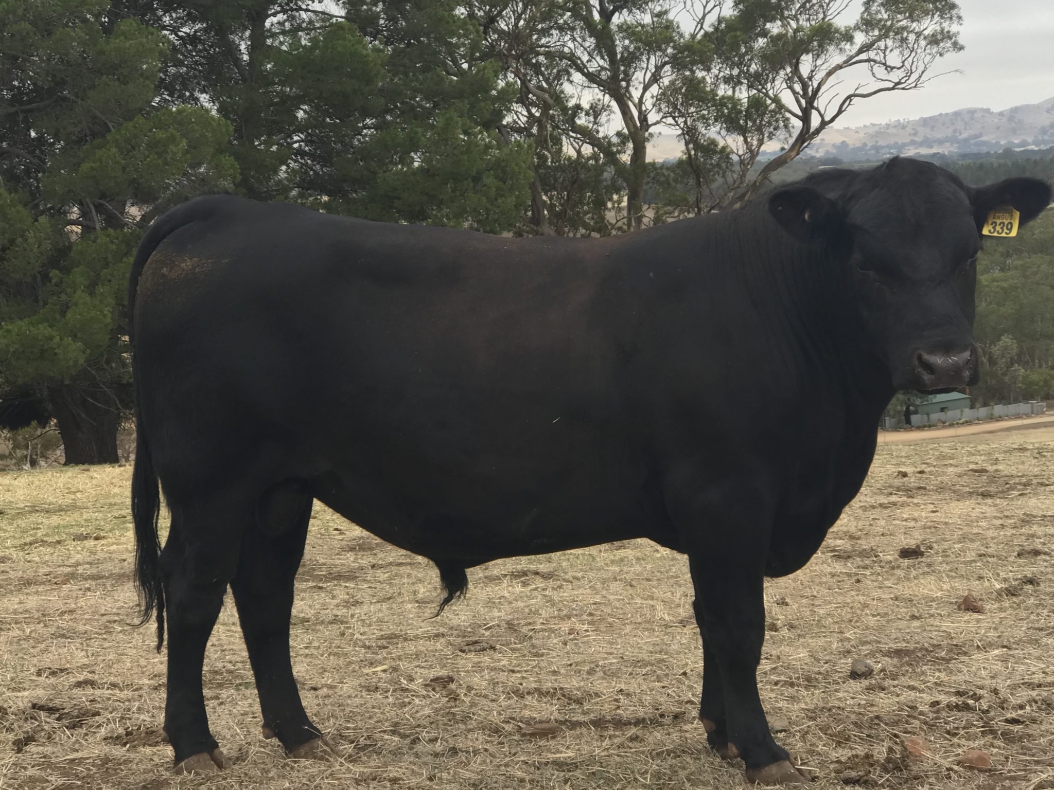 Cattle for sale – Barossa Angus